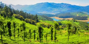 ooty